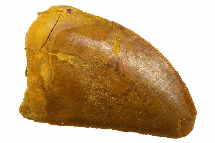 Serrated, Juvenile Carcharodontosaurus Tooth - Morocco #329861
